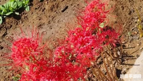 血瓣花苗
