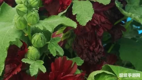 血瓣花苗