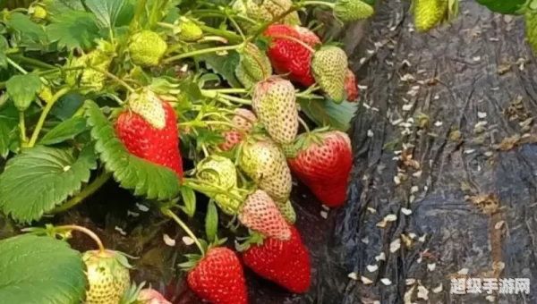 草莓视频在线观看草莓视