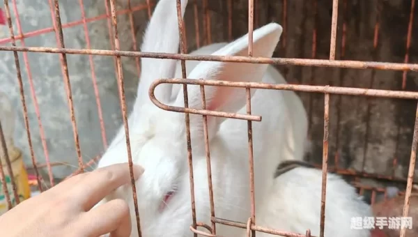 大兔子病了二兔子瞧