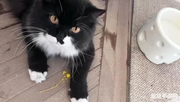 黑猫任务