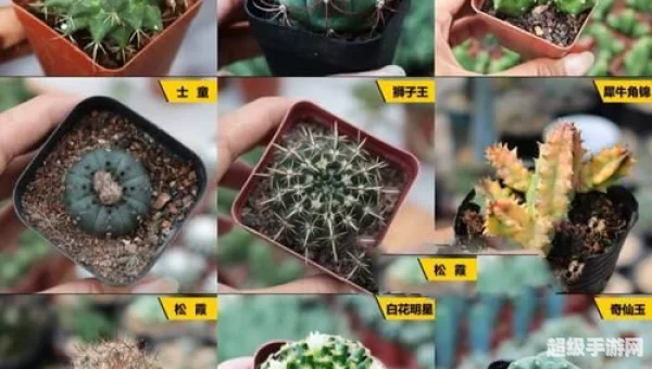 火罗国仙人掌在哪