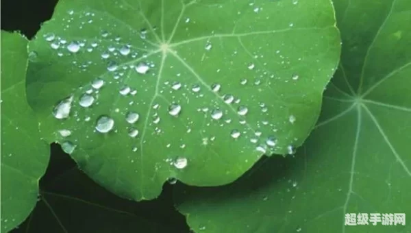 荷叶之所以滴水不沾蚂蚁庄园