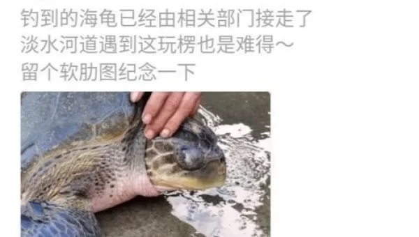 海龟在哪钓